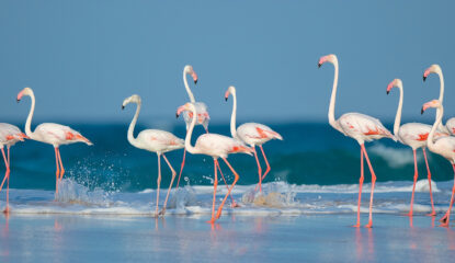 IMG_0101 IMG_0101