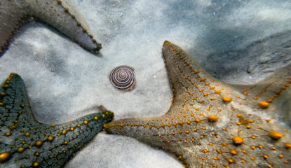 SportDiver_20240325_123235 SportDiver_20240325_123235
