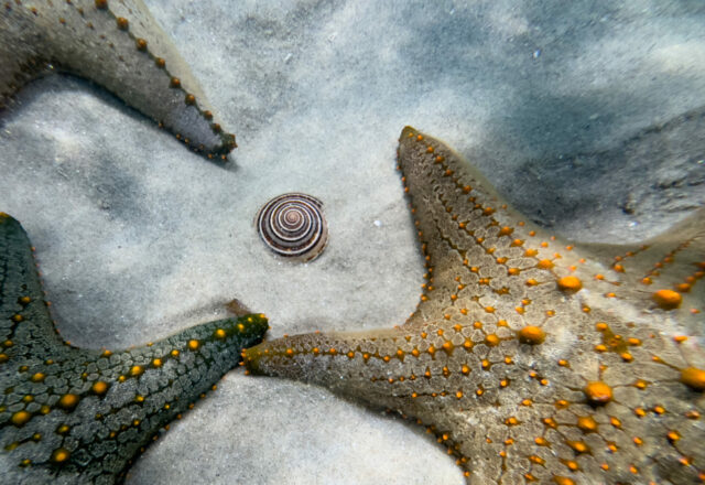 SportDiver_20240325_123235